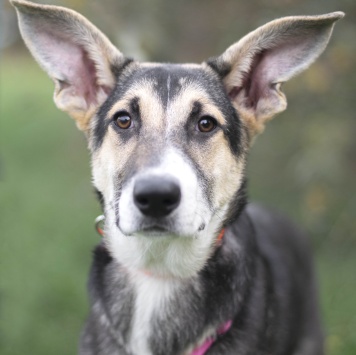 Собаки в добрые руки - Эльза - 2