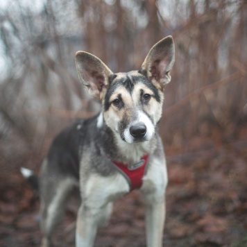 Собаки в добрые руки - Эльза - 2