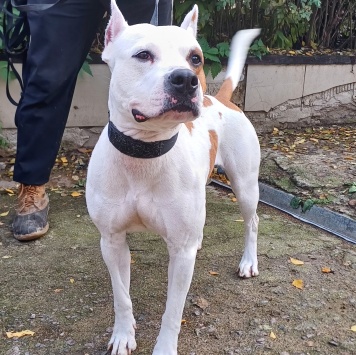 Собаки в добрые руки - Аделина