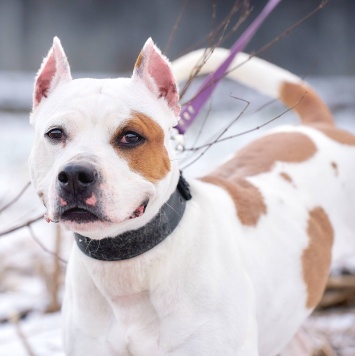 Аделина - Собаки в добрые руки