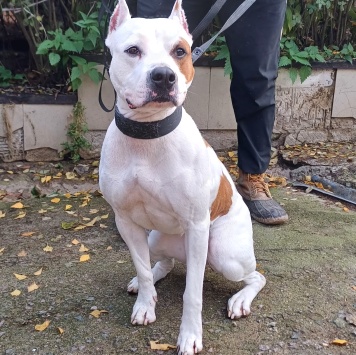 Собаки в добрые руки - Аделина - 1