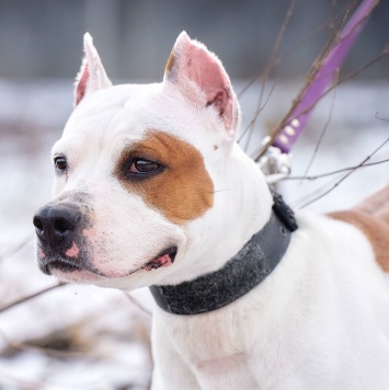Собаки в добрые руки - Аделина - 1