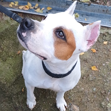 Собаки в добрые руки - Аделина - 2