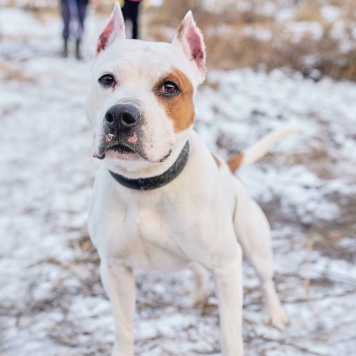 Собаки в добрые руки - Аделина - 2