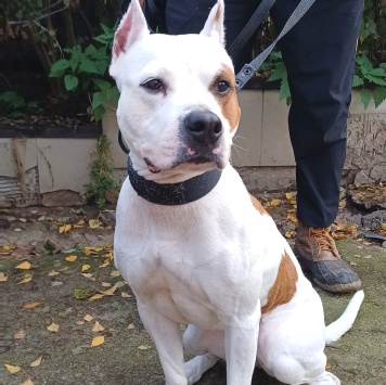 Собаки в добрые руки - Аделина - 3