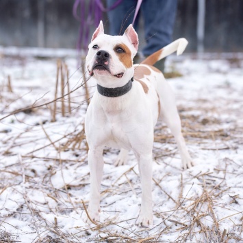Собаки в добрые руки - Аделина - 3