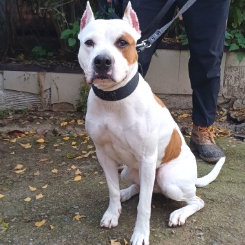 Собаки в добрые руки - Аделина - 4