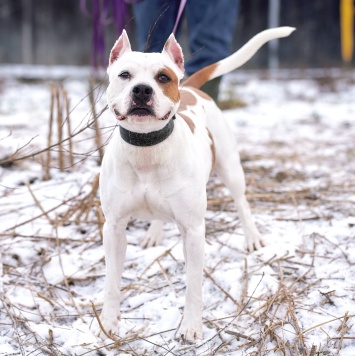Собаки в добрые руки - Аделина - 4