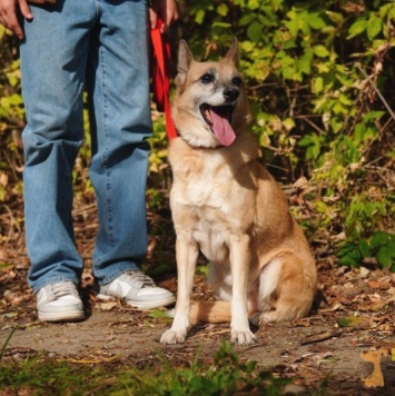 Собаки в добрые руки - Леди - 1