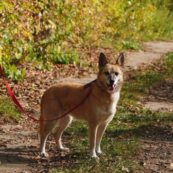 Собаки в добрые руки - Леди