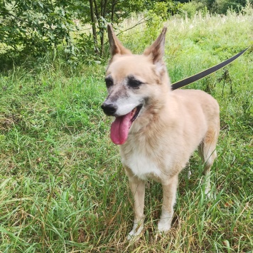 Собаки в добрые руки - Леди - 3