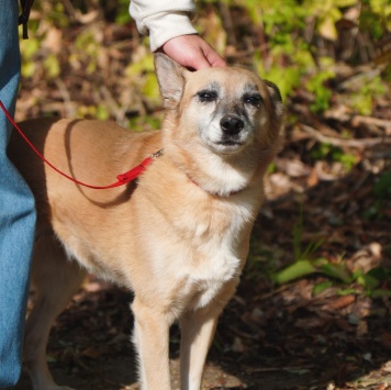 Собаки в добрые руки - Леди - 4