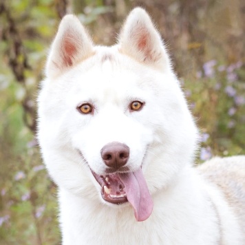 Пломбир - Собаки в добрые руки
