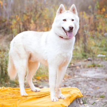 Собаки в добрые руки - Пломбир - 2