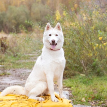 Собаки в добрые руки - Пломбир - 3