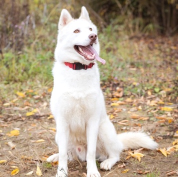 Собаки в добрые руки - Пломбир - 4