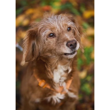 Собаки в добрые руки - Рони