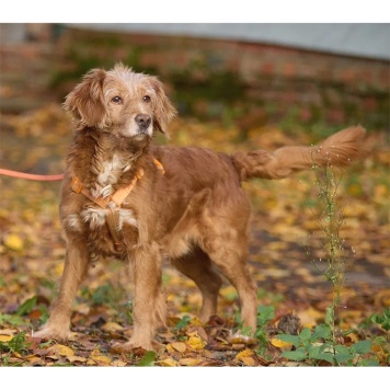 Собаки в добрые руки - Рони - 3