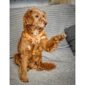 Собаки в добрые руки - Рони - 4