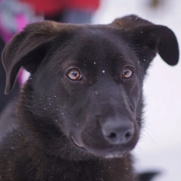 Скай - Собаки в добрые руки