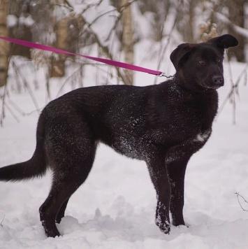 Собаки в добрые руки - Скай - 1