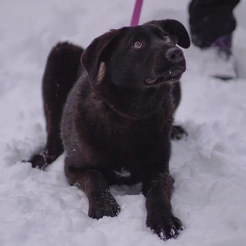 Собаки в добрые руки - Скай - 2