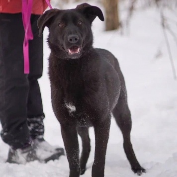 Собаки в добрые руки - Скай - 3