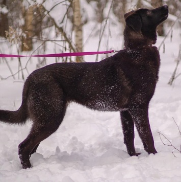 Собаки в добрые руки - Скай - 4