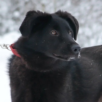 Мазда - Собаки в добрые руки