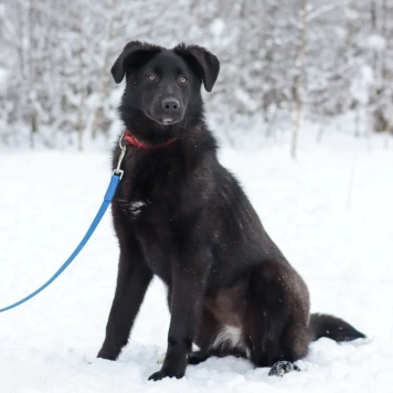 Собаки в добрые руки - Мазда - 1