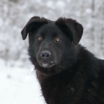 Собаки в добрые руки - Мазда - 2
