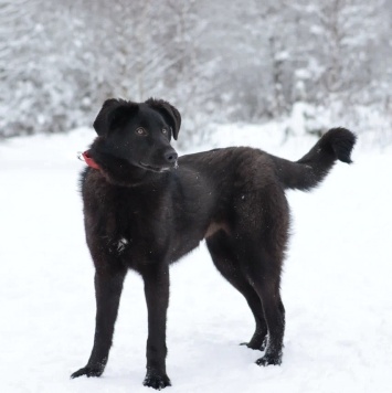 Собаки в добрые руки - Мазда - 3