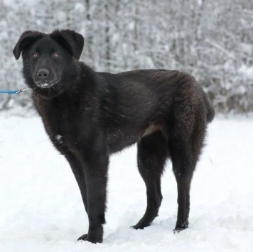 Собаки в добрые руки - Мазда - 4