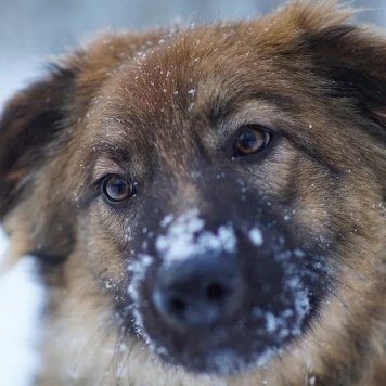 Лесси - Собаки в добрые руки