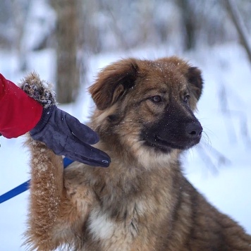 Собаки в добрые руки - Лесси - 1