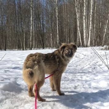 Собаки в добрые руки - Лесси - 2