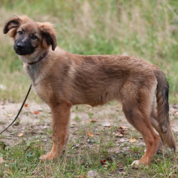 Собаки в добрые руки - Лесси - 3