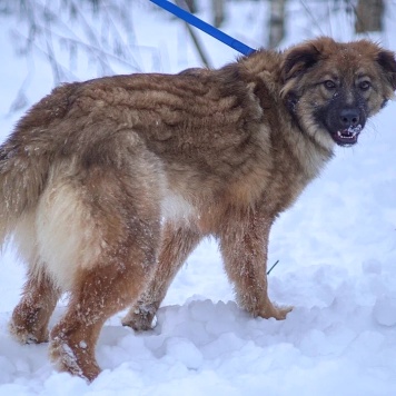 Собаки в добрые руки - Лесси - 3