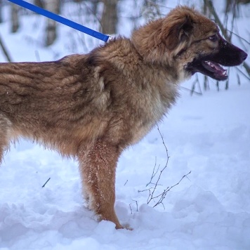 Собаки в добрые руки - Лесси - 4