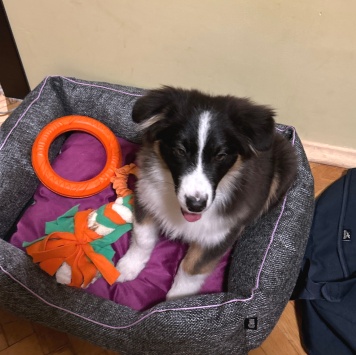 Каин - Собаки в добрые руки