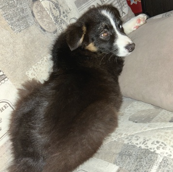 Собаки в добрые руки - Каин - 1