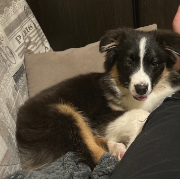 Собаки в добрые руки - Каин - 2