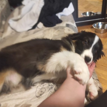 Собаки в добрые руки - Каин - 3