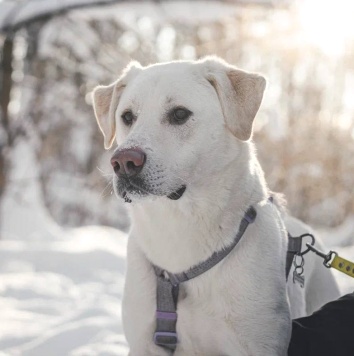 Собаки в добрые руки - Сахарок