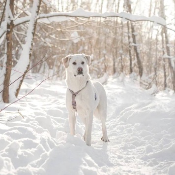Собаки в добрые руки - Сахарок - 1