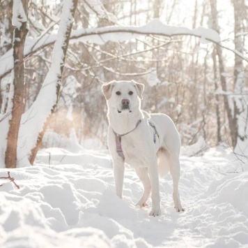 Собаки в добрые руки - Сахарок - 2