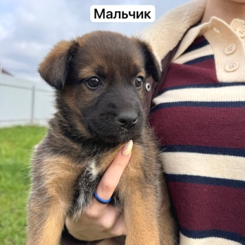 Собаки в добрые руки - Бусинка и Кекс - 2