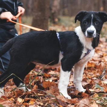 Фелисити - Собаки в добрые руки