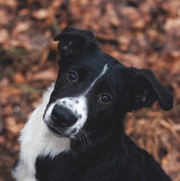 Фелисити - Собаки в добрые руки