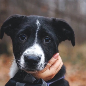 Собаки в добрые руки - Фелисити - 1